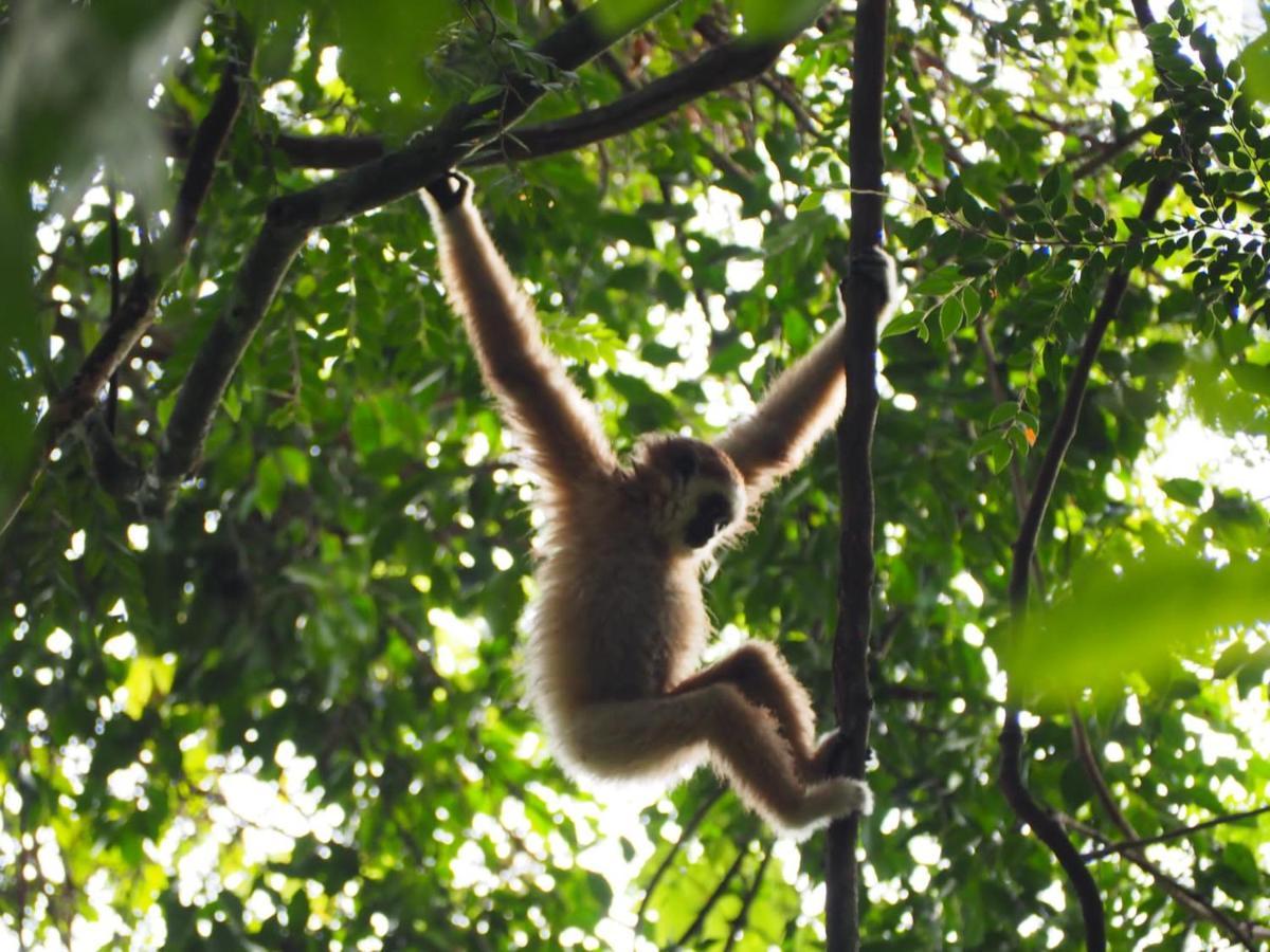 Lucky Bamboo'Bungalows-Resto And Orangutan Jungle Trekking Tours Букит Лаванг Екстериор снимка