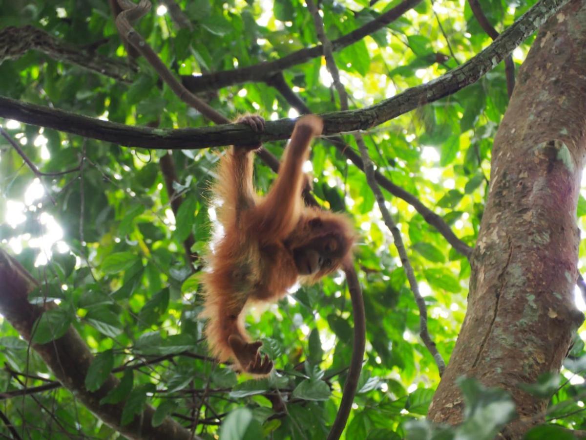 Lucky Bamboo'Bungalows-Resto And Orangutan Jungle Trekking Tours Букит Лаванг Екстериор снимка