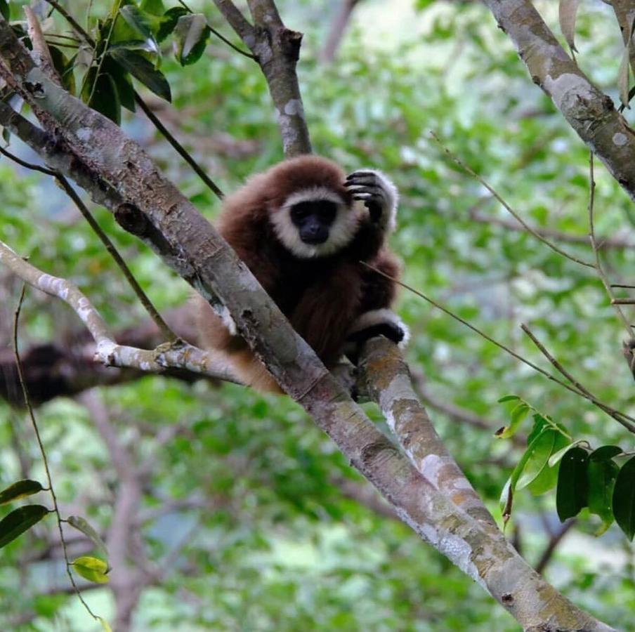 Lucky Bamboo'Bungalows-Resto And Orangutan Jungle Trekking Tours Букит Лаванг Екстериор снимка