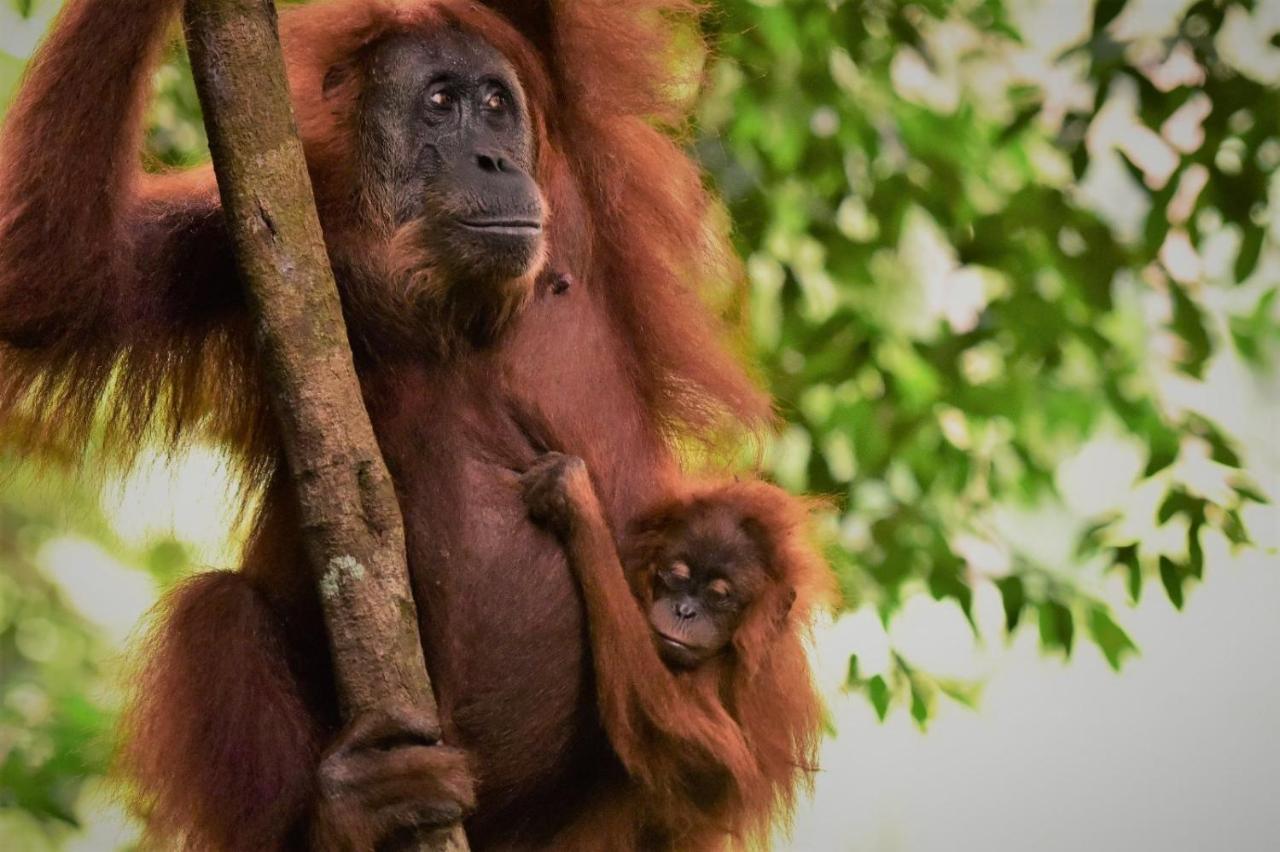 Lucky Bamboo'Bungalows-Resto And Orangutan Jungle Trekking Tours Букит Лаванг Екстериор снимка