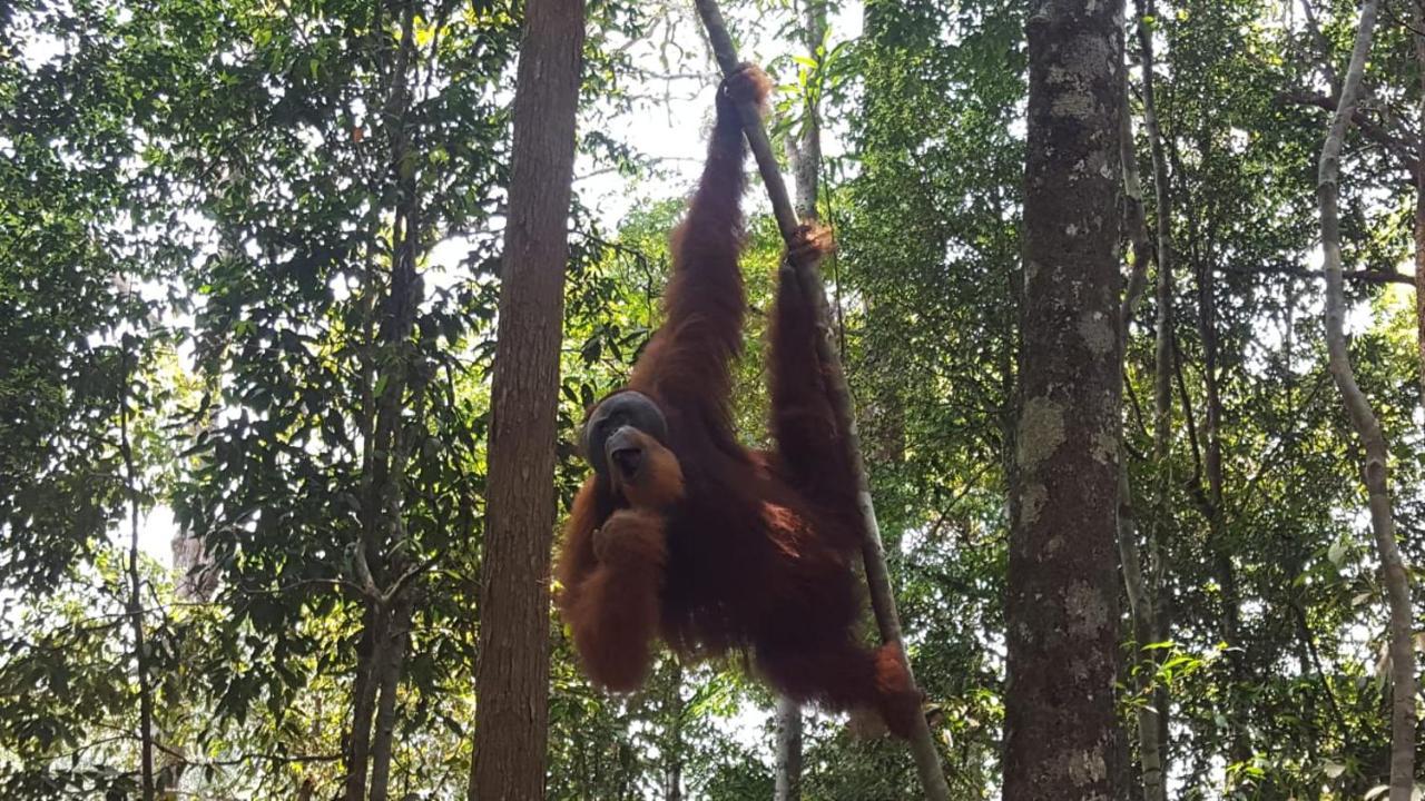 Lucky Bamboo'Bungalows-Resto And Orangutan Jungle Trekking Tours Букит Лаванг Екстериор снимка