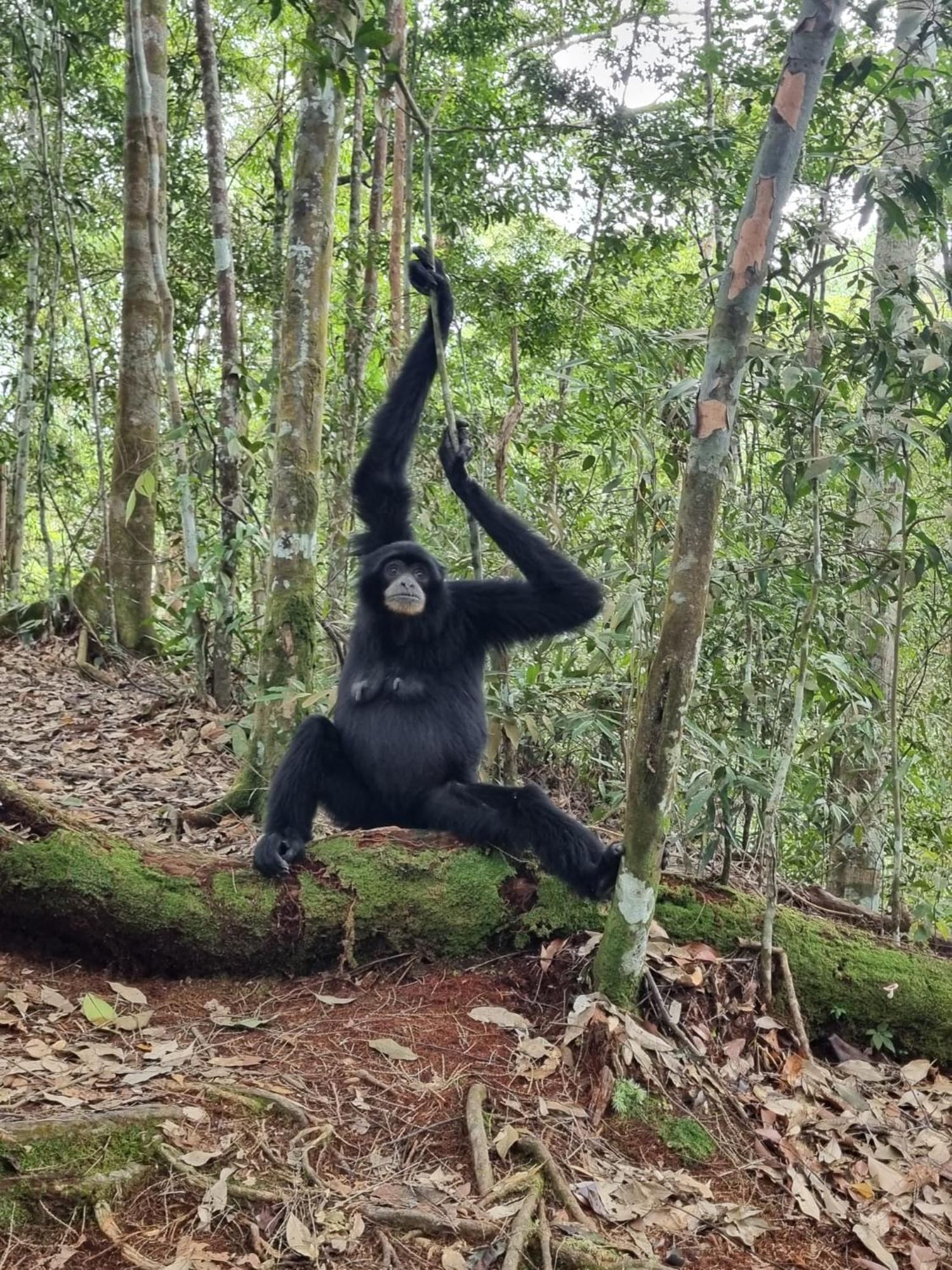 Lucky Bamboo'Bungalows-Resto And Orangutan Jungle Trekking Tours Букит Лаванг Екстериор снимка