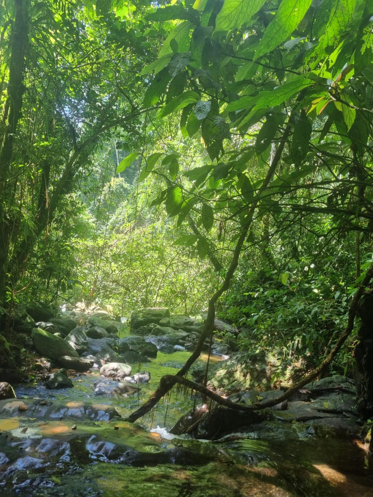 Lucky Bamboo'Bungalows-Resto And Orangutan Jungle Trekking Tours Букит Лаванг Екстериор снимка