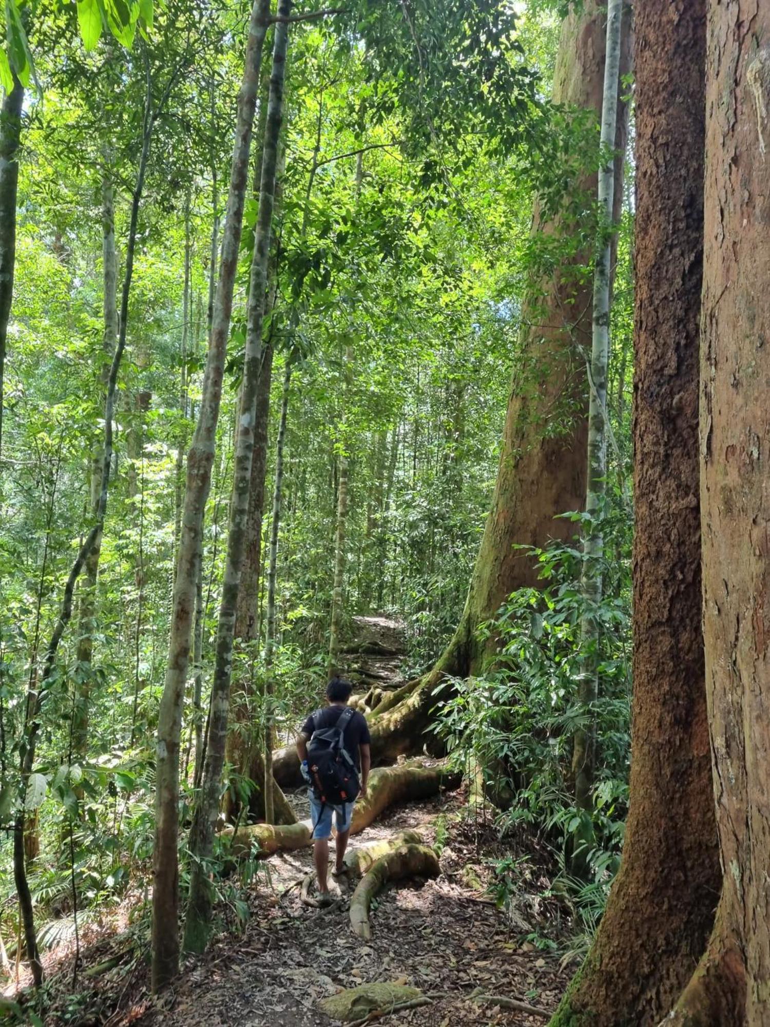 Lucky Bamboo'Bungalows-Resto And Orangutan Jungle Trekking Tours Букит Лаванг Екстериор снимка