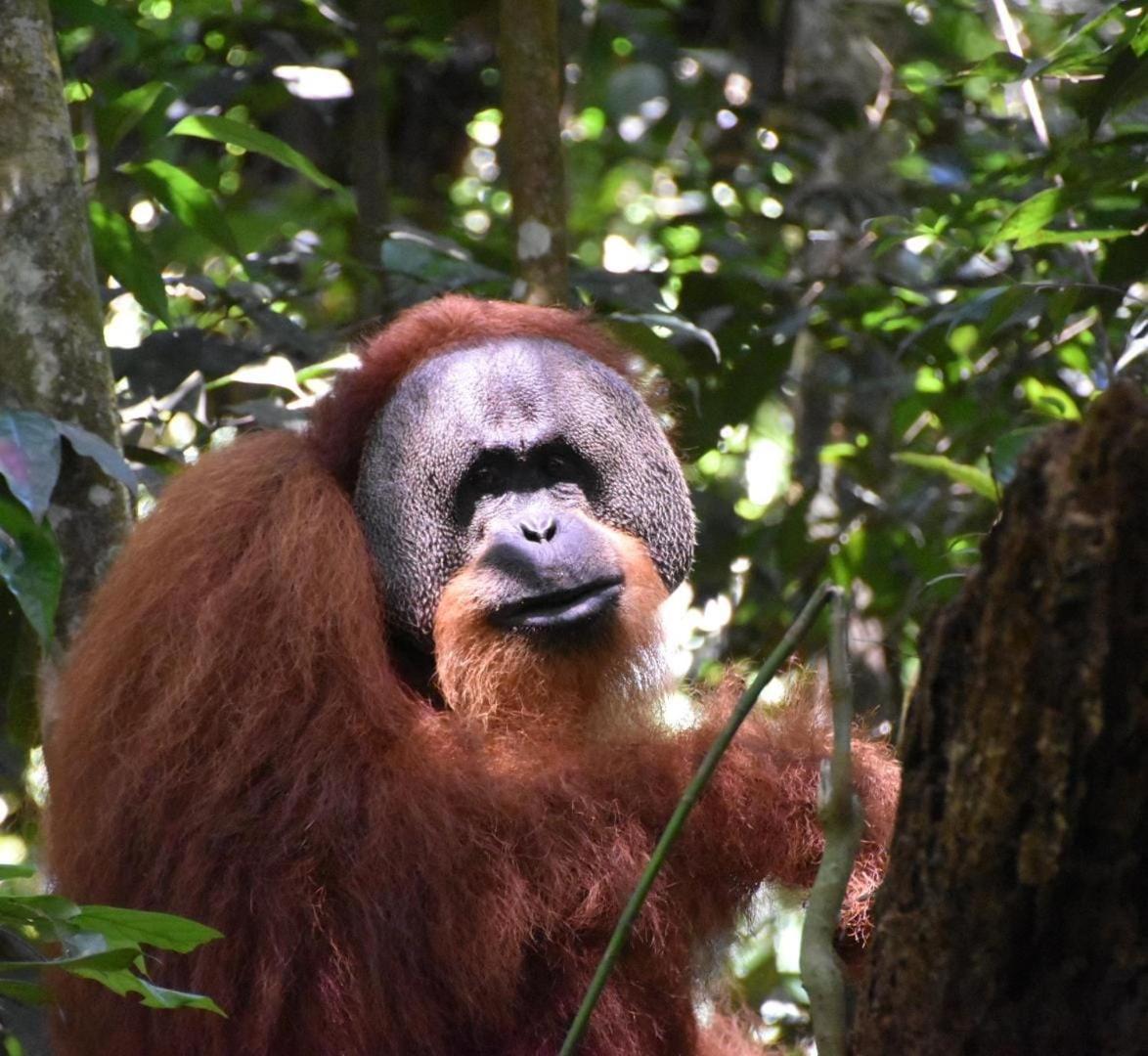 Lucky Bamboo'Bungalows-Resto And Orangutan Jungle Trekking Tours Букит Лаванг Екстериор снимка