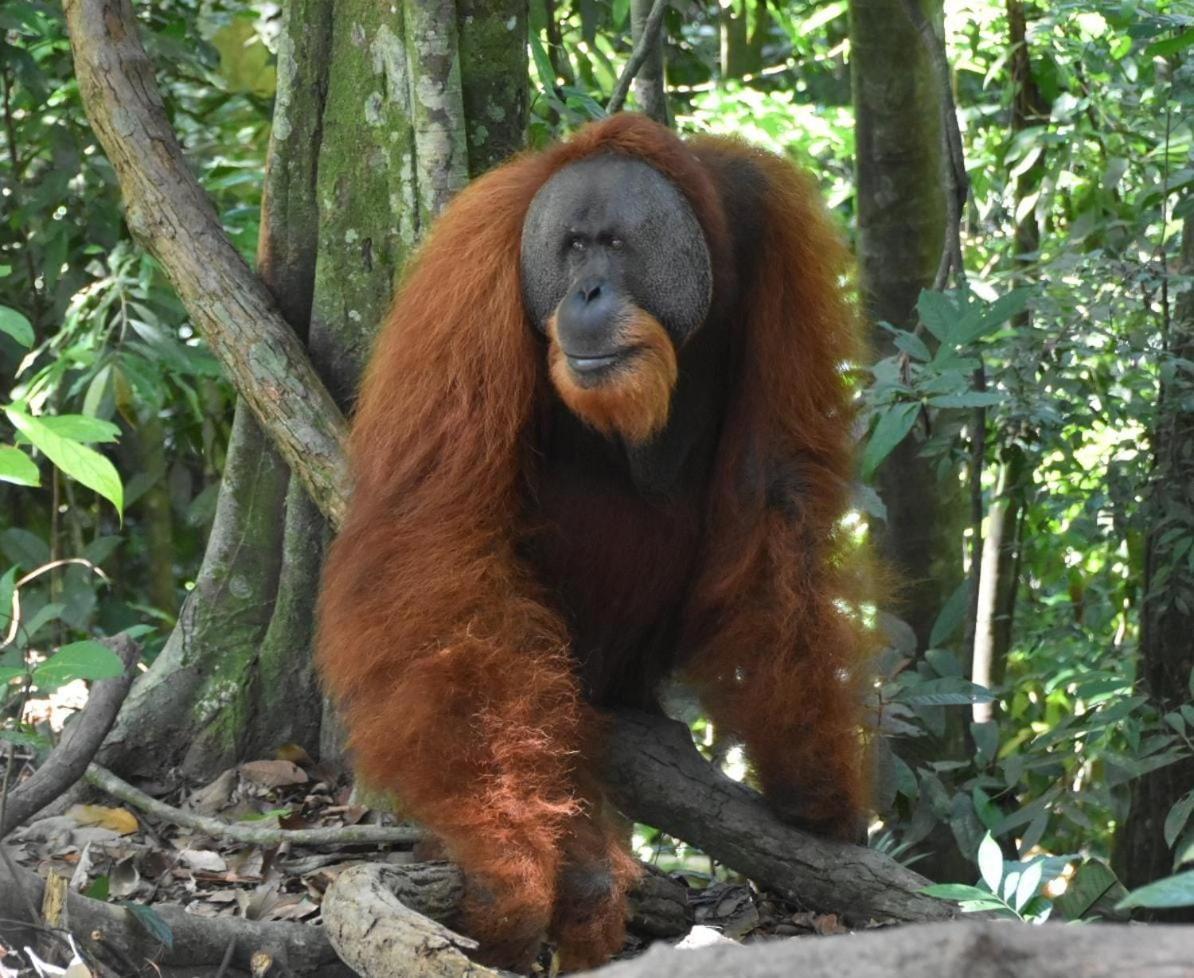 Lucky Bamboo'Bungalows-Resto And Orangutan Jungle Trekking Tours Букит Лаванг Екстериор снимка