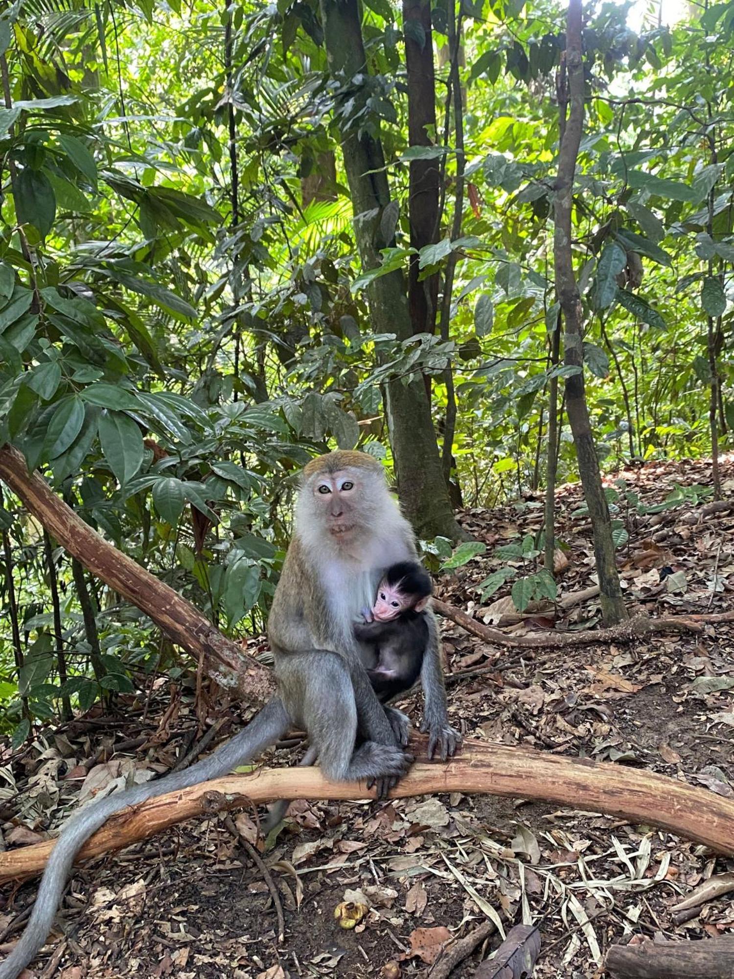 Lucky Bamboo'Bungalows-Resto And Orangutan Jungle Trekking Tours Букит Лаванг Екстериор снимка