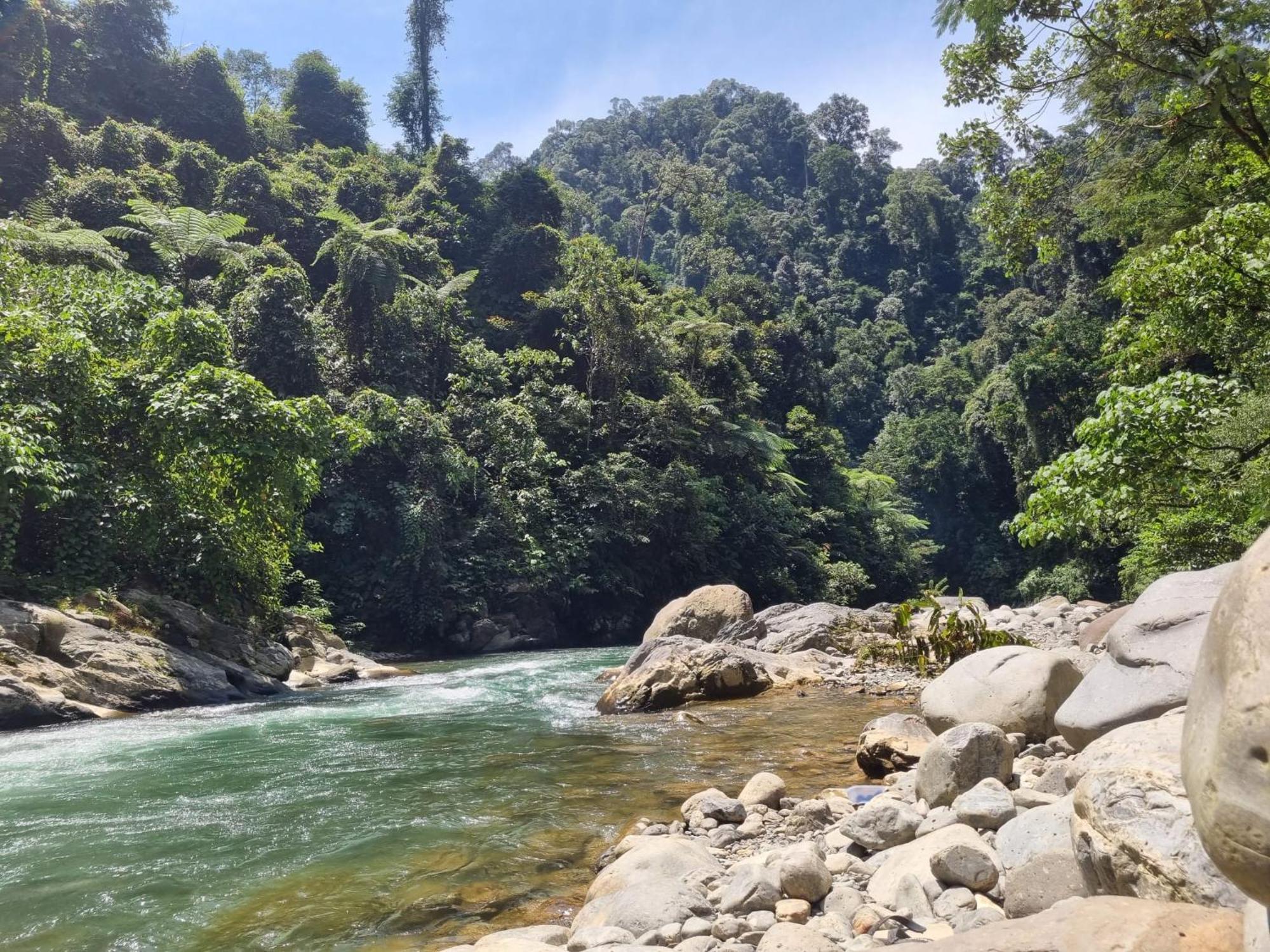 Lucky Bamboo'Bungalows-Resto And Orangutan Jungle Trekking Tours Букит Лаванг Екстериор снимка