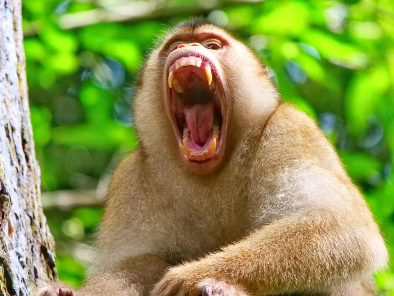 Lucky Bamboo'Bungalows-Resto And Orangutan Jungle Trekking Tours Букит Лаванг Екстериор снимка