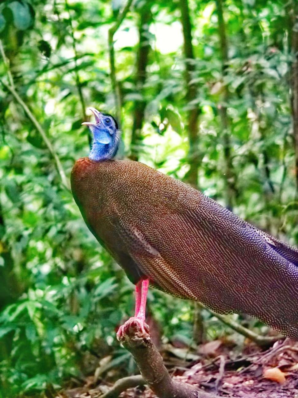 Lucky Bamboo'Bungalows-Resto And Orangutan Jungle Trekking Tours Букит Лаванг Екстериор снимка