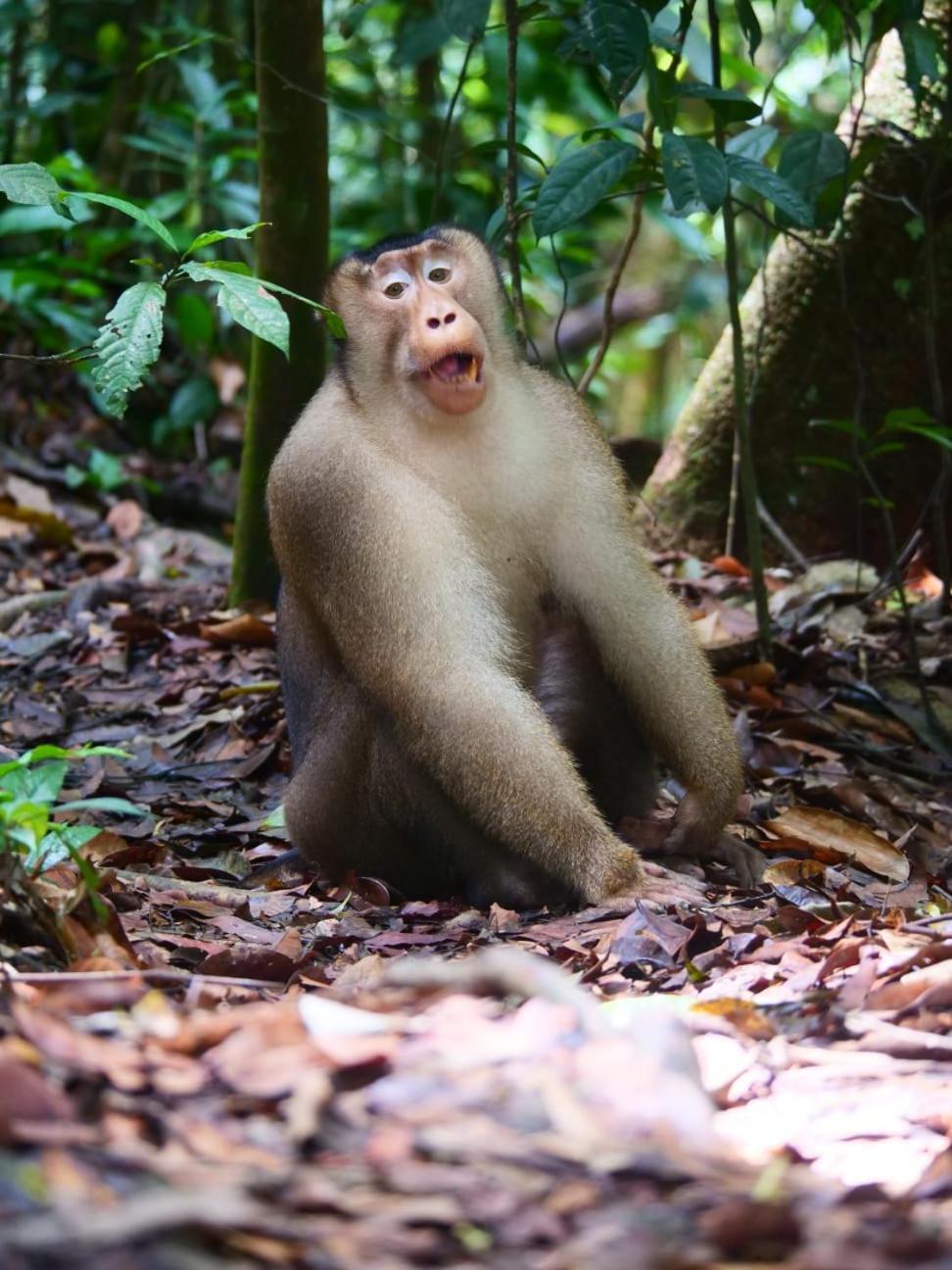 Lucky Bamboo'Bungalows-Resto And Orangutan Jungle Trekking Tours Букит Лаванг Екстериор снимка