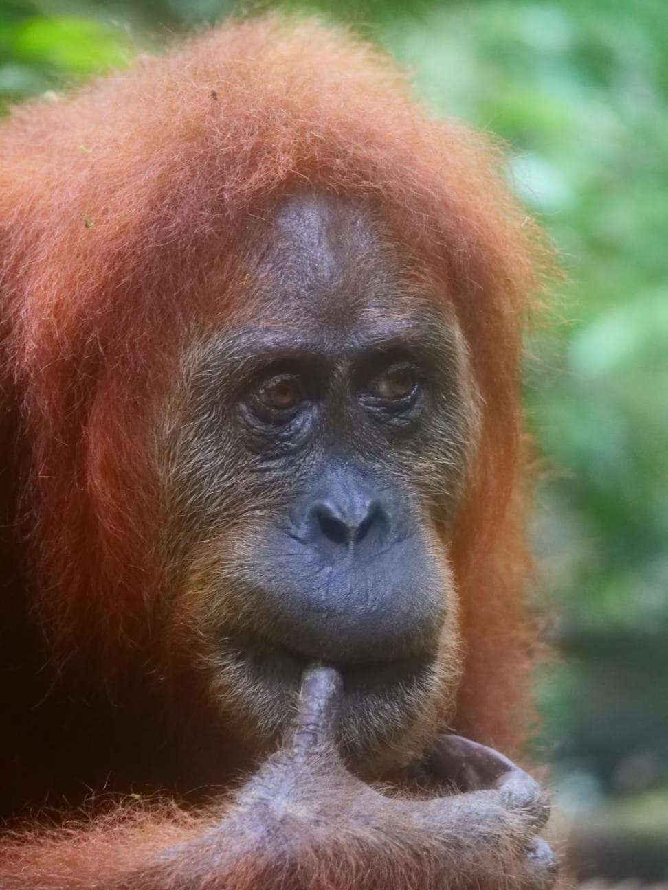 Lucky Bamboo'Bungalows-Resto And Orangutan Jungle Trekking Tours Букит Лаванг Екстериор снимка