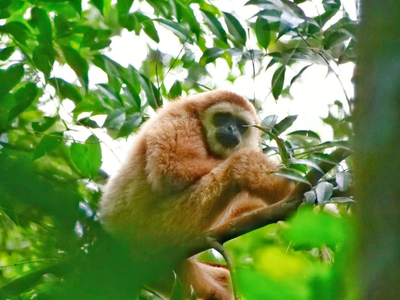 Lucky Bamboo'Bungalows-Resto And Orangutan Jungle Trekking Tours Букит Лаванг Екстериор снимка
