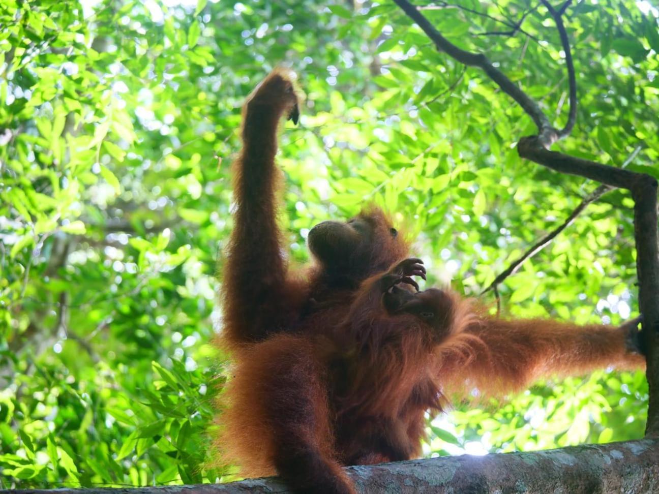 Lucky Bamboo'Bungalows-Resto And Orangutan Jungle Trekking Tours Букит Лаванг Екстериор снимка