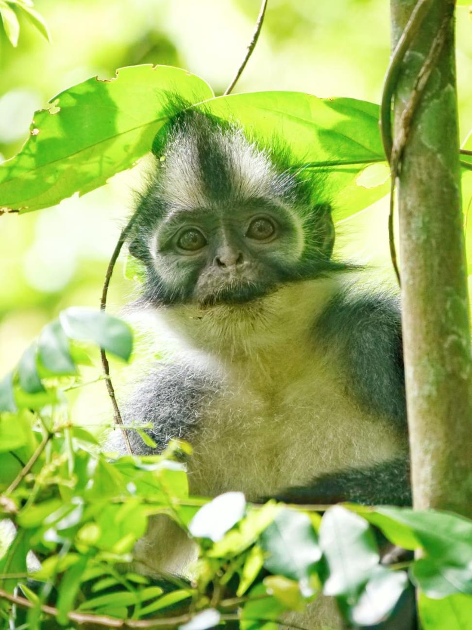 Lucky Bamboo'Bungalows-Resto And Orangutan Jungle Trekking Tours Букит Лаванг Екстериор снимка
