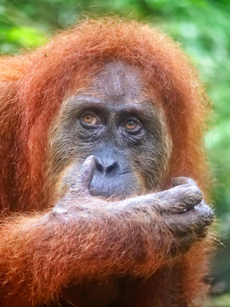 Lucky Bamboo'Bungalows-Resto And Orangutan Jungle Trekking Tours Букит Лаванг Екстериор снимка