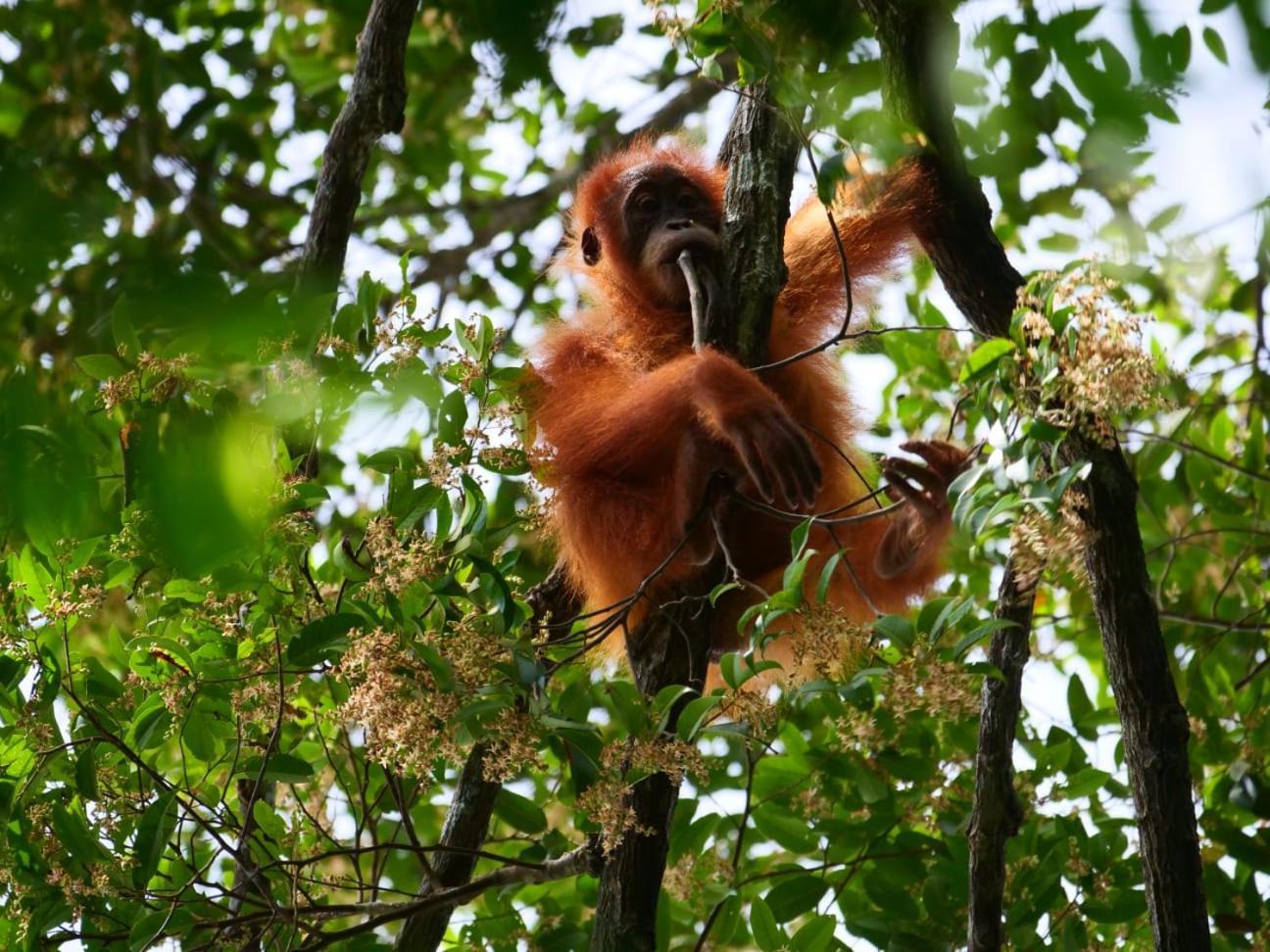 Lucky Bamboo'Bungalows-Resto And Orangutan Jungle Trekking Tours Букит Лаванг Екстериор снимка